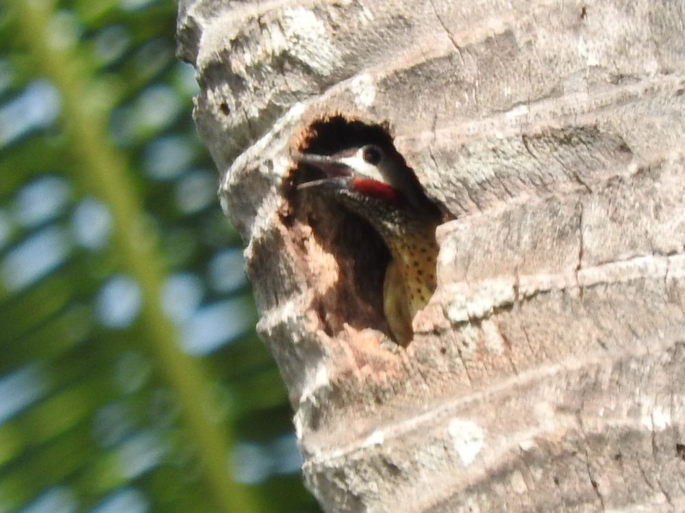 Spot-breasted Woodpecker - ML620493327