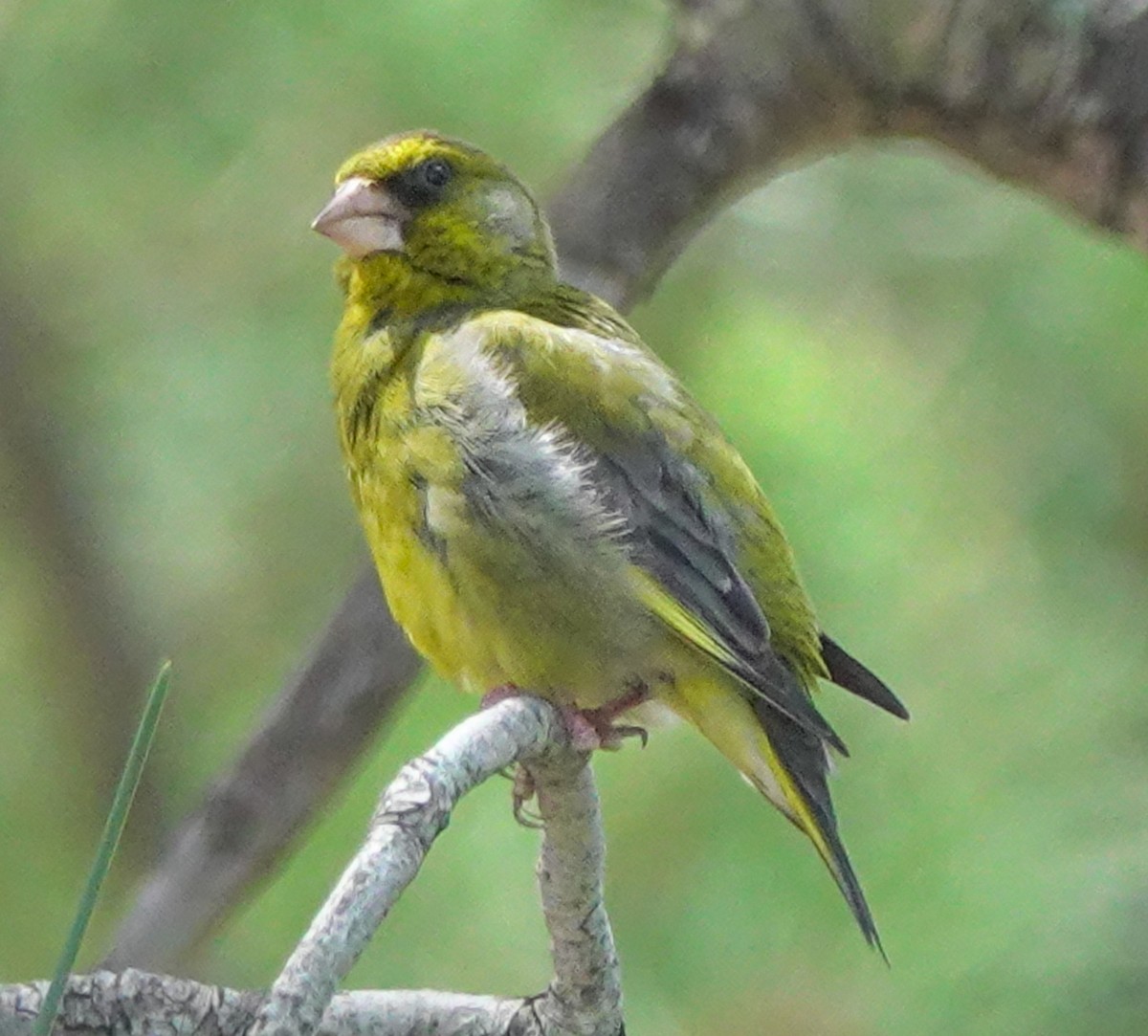 European Greenfinch - ML620493329