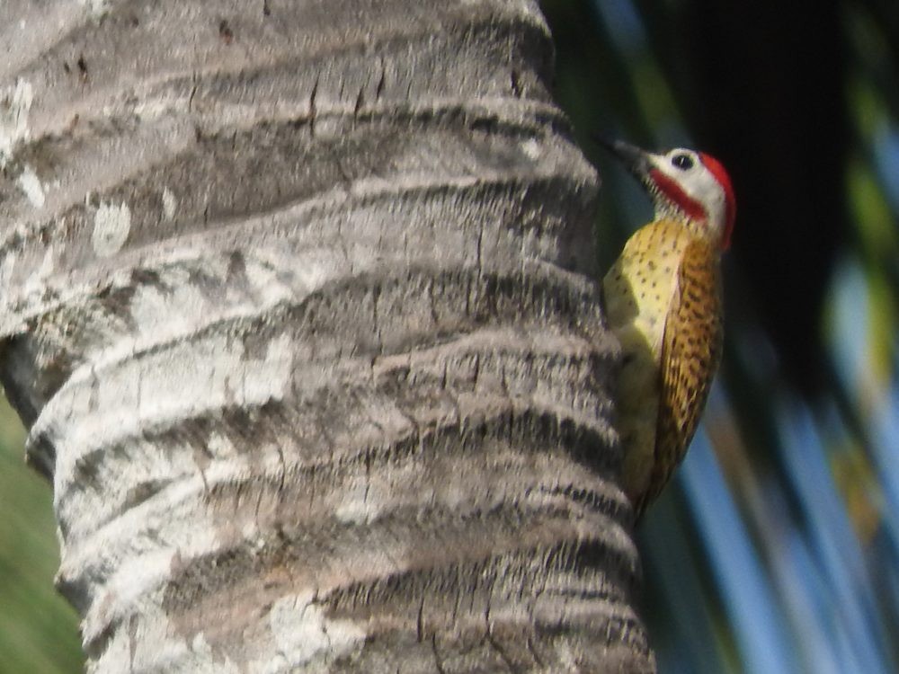 Spot-breasted Woodpecker - ML620493339