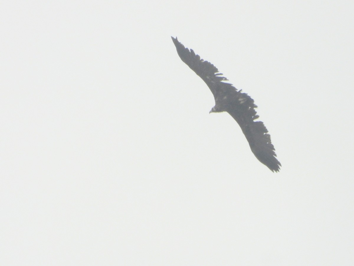 Cinereous Vulture - ML620493341