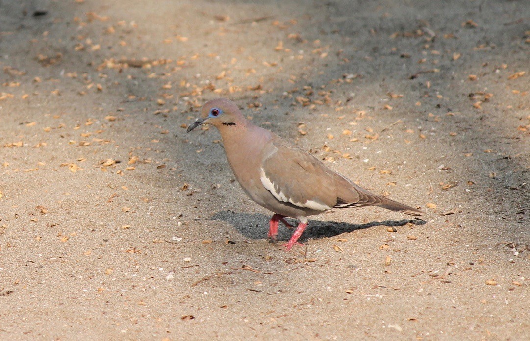 White-winged Dove - ML620493344