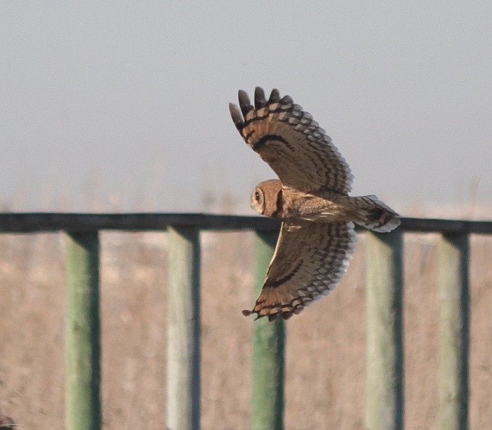 Marsh Owl - ML620493346