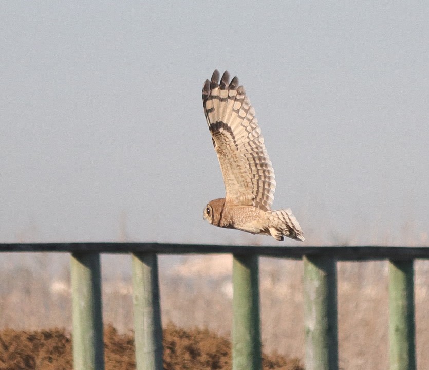 Hibou du Cap - ML620493347