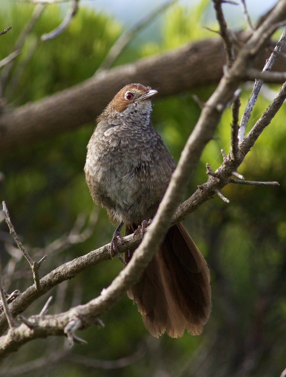 Rotkopf-Borstenvogel - ML620493349