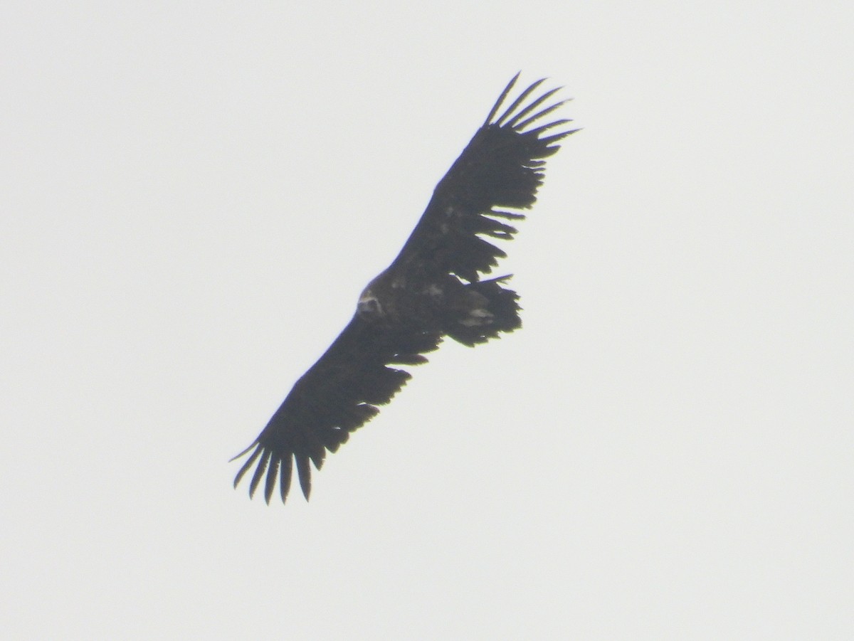 Cinereous Vulture - ML620493350