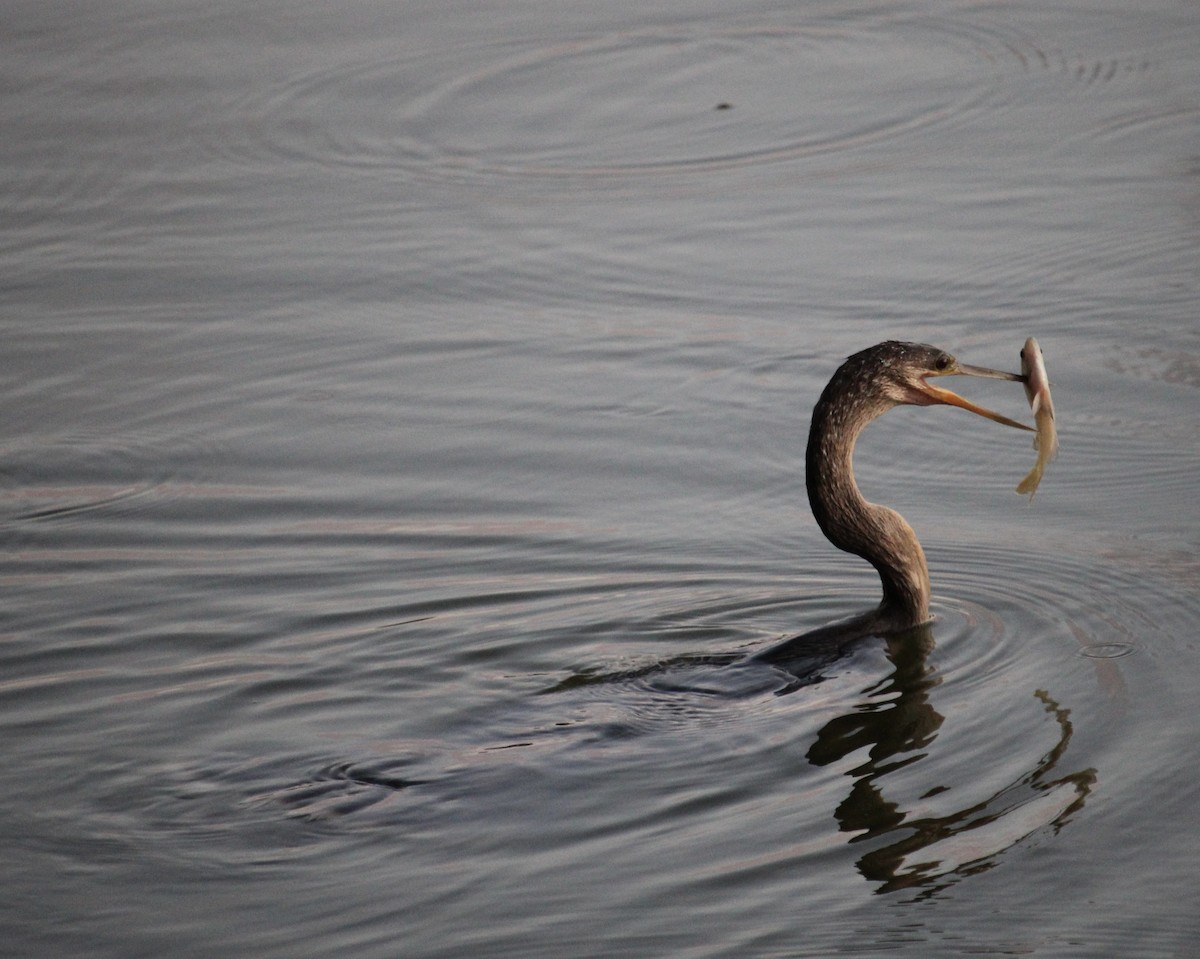 anhinga americká - ML620493357