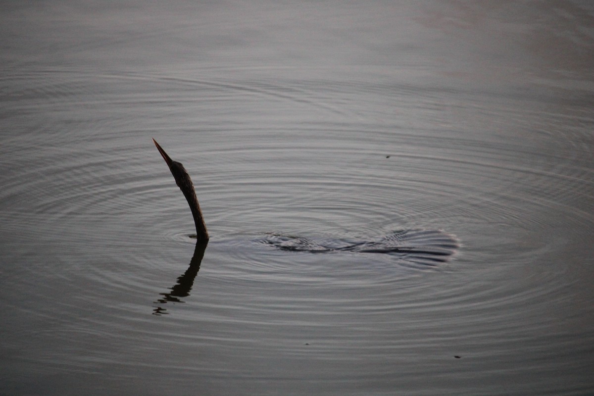 Anhinga Americana - ML620493358