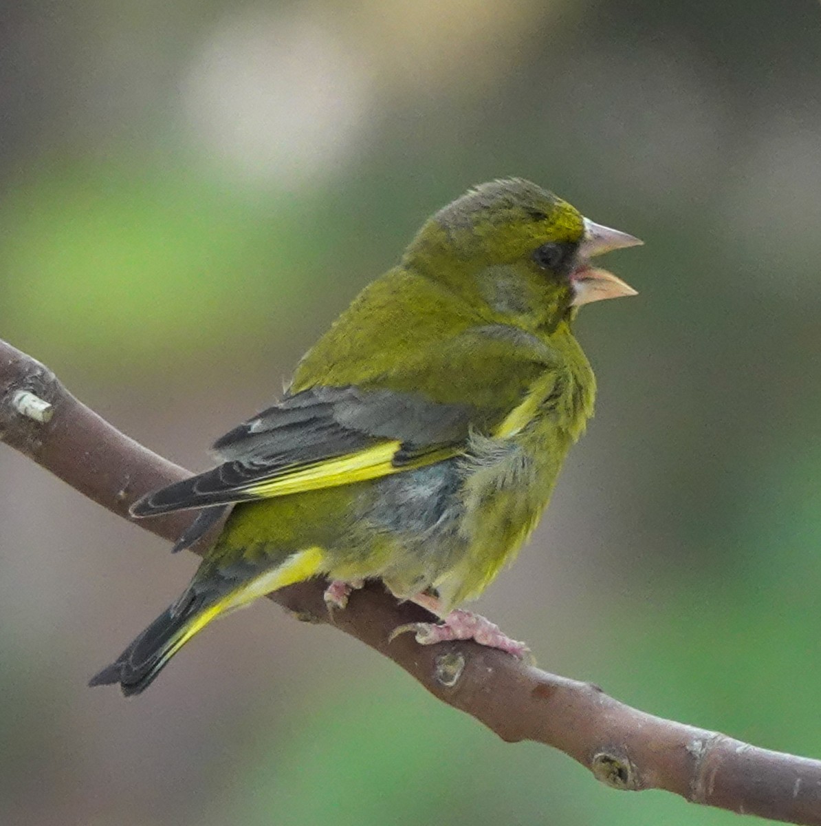 European Greenfinch - ML620493359