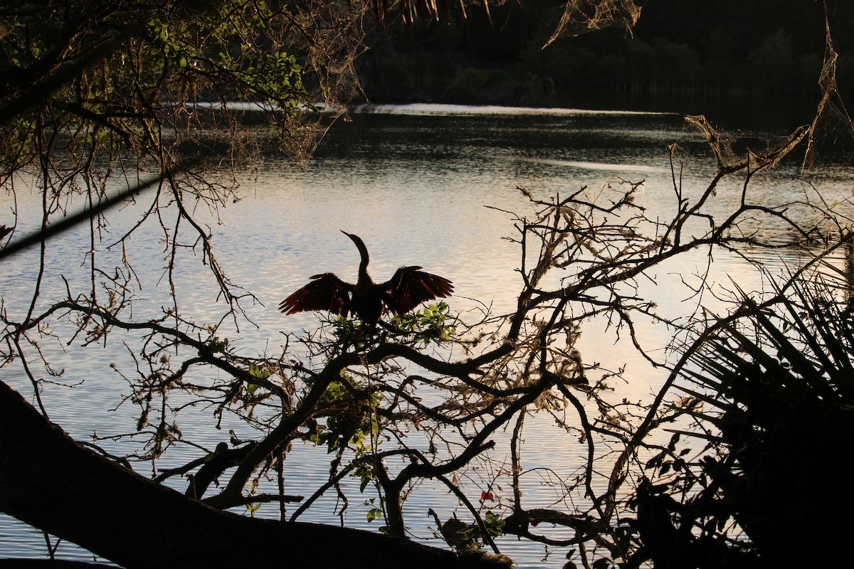 anhinga americká - ML620493360