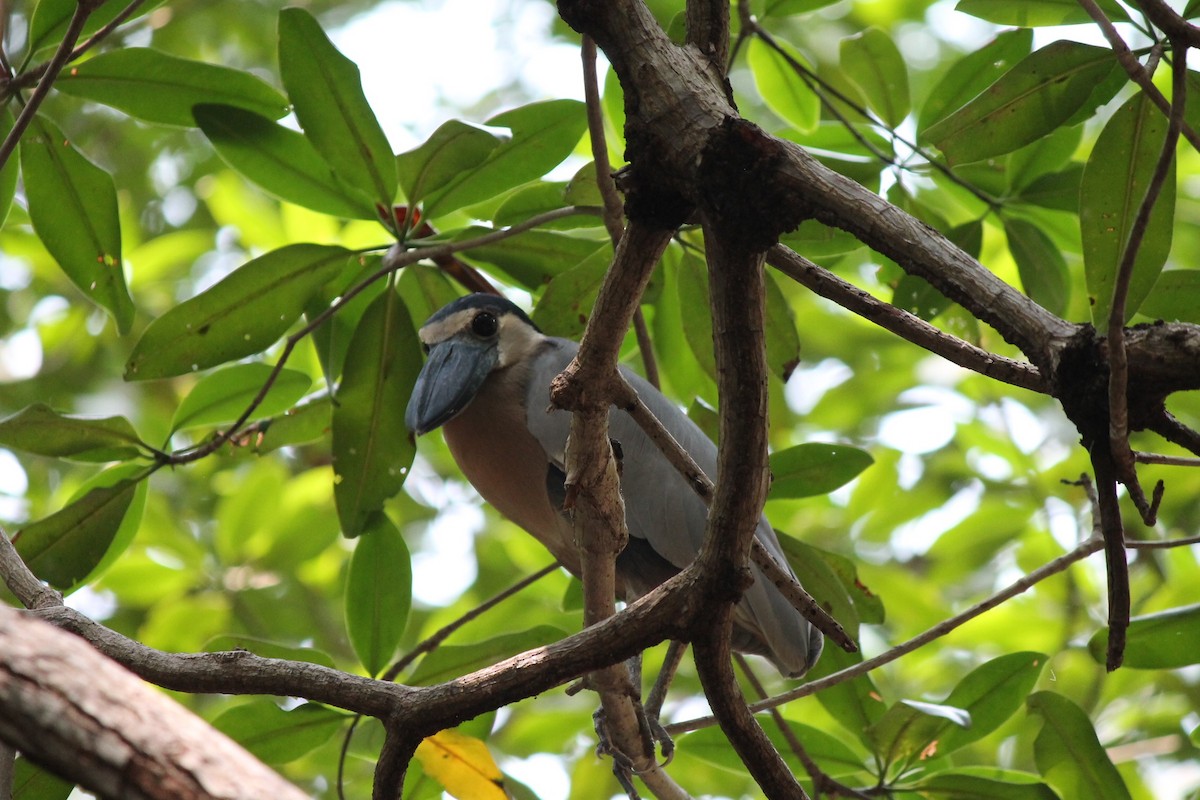 Boat-billed Heron - ML620493369