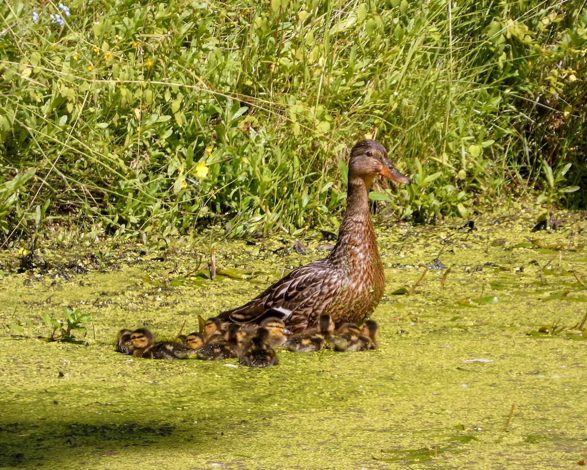 Stockente - ML620493371