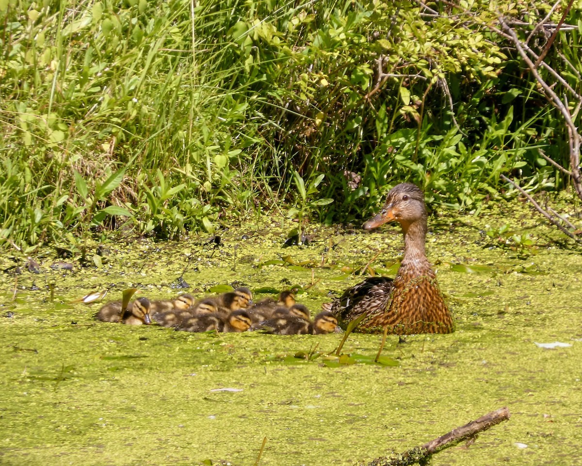 Stockente - ML620493375