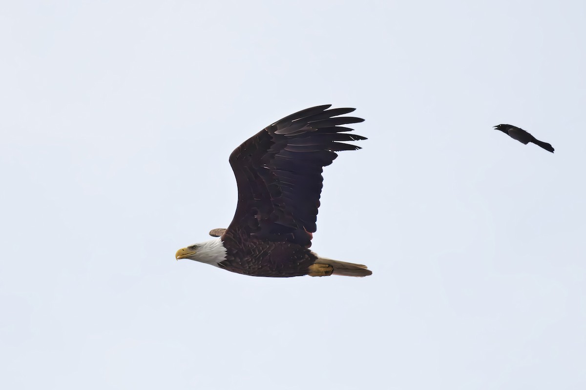 Bald Eagle - ML620493379