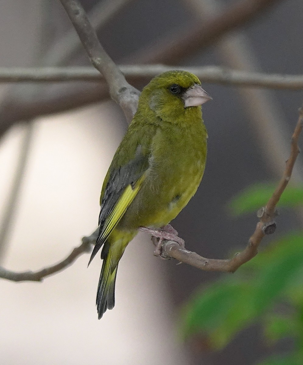 European Greenfinch - ML620493381