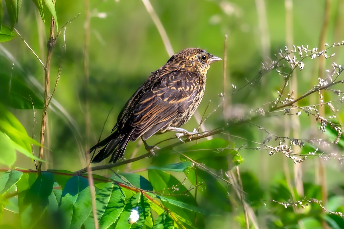 Red-winged Blackbird - ML620493384