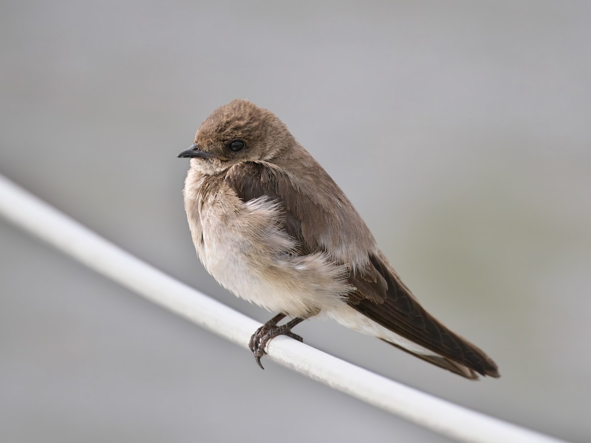 Northern Rough-winged Swallow - ML620493385