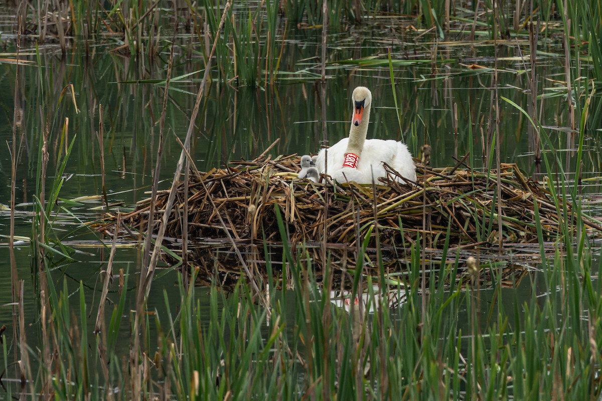 Mute Swan - ML620493388