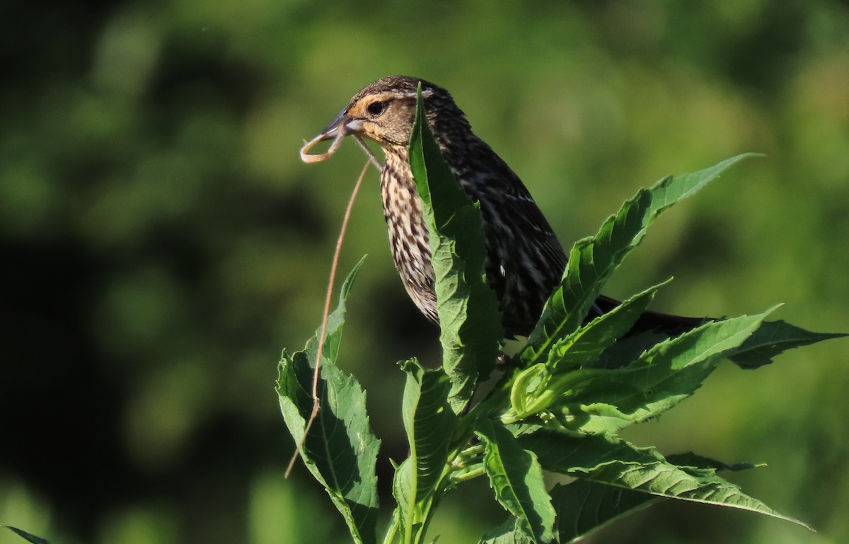 Red-winged Blackbird - ML620493389