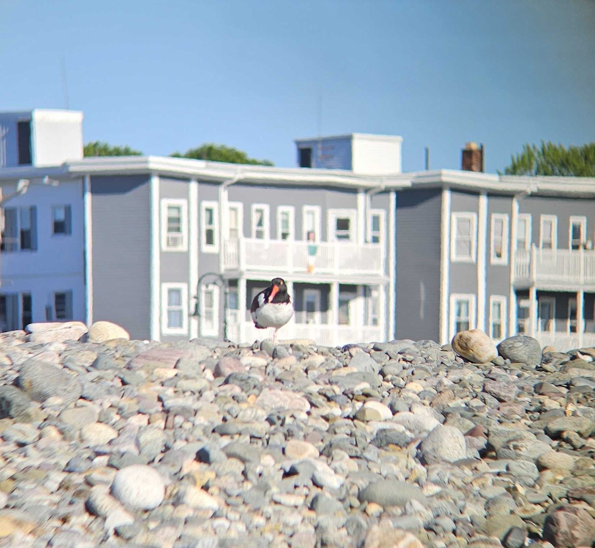 American Oystercatcher - ML620493390