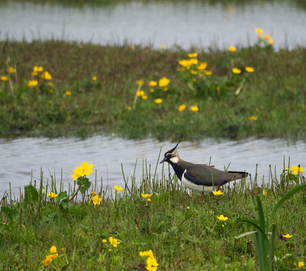 Northern Lapwing - ML620493407