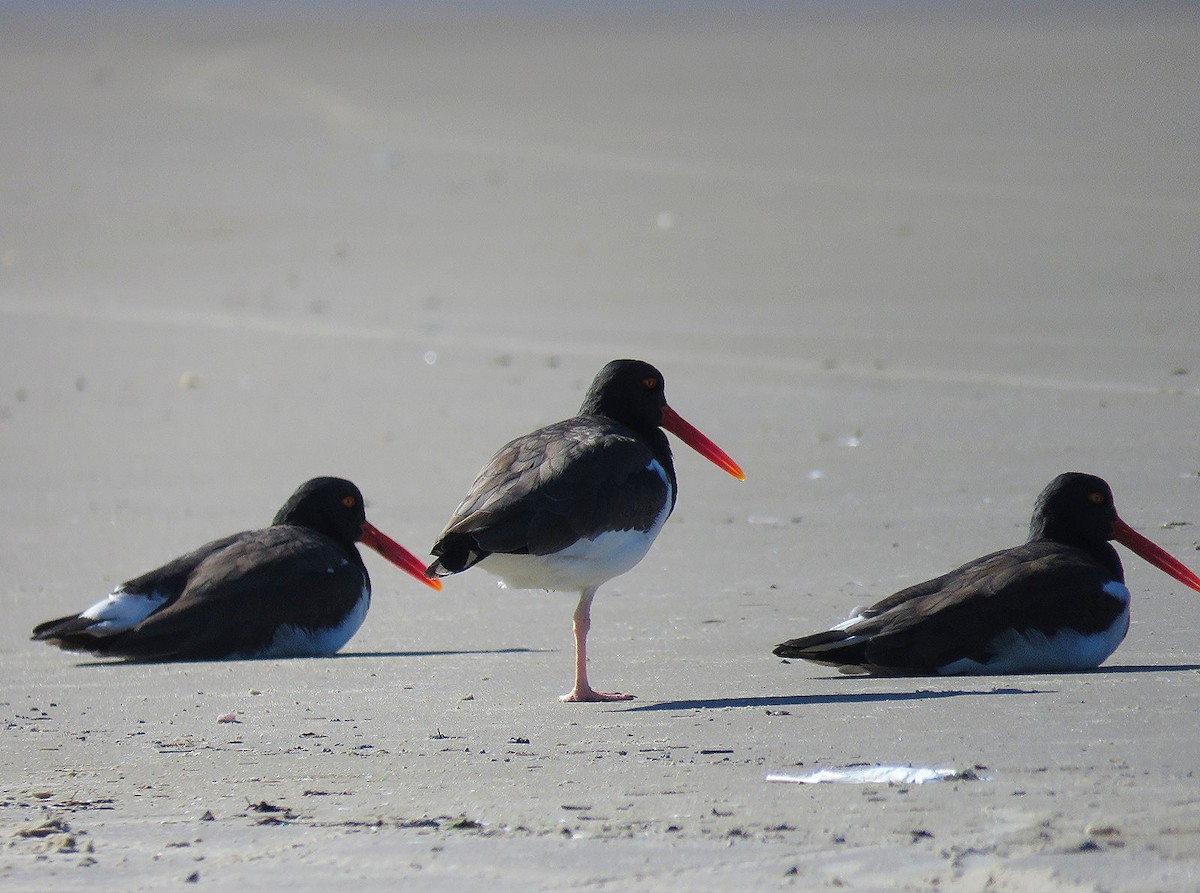 American Oystercatcher - ML620493411