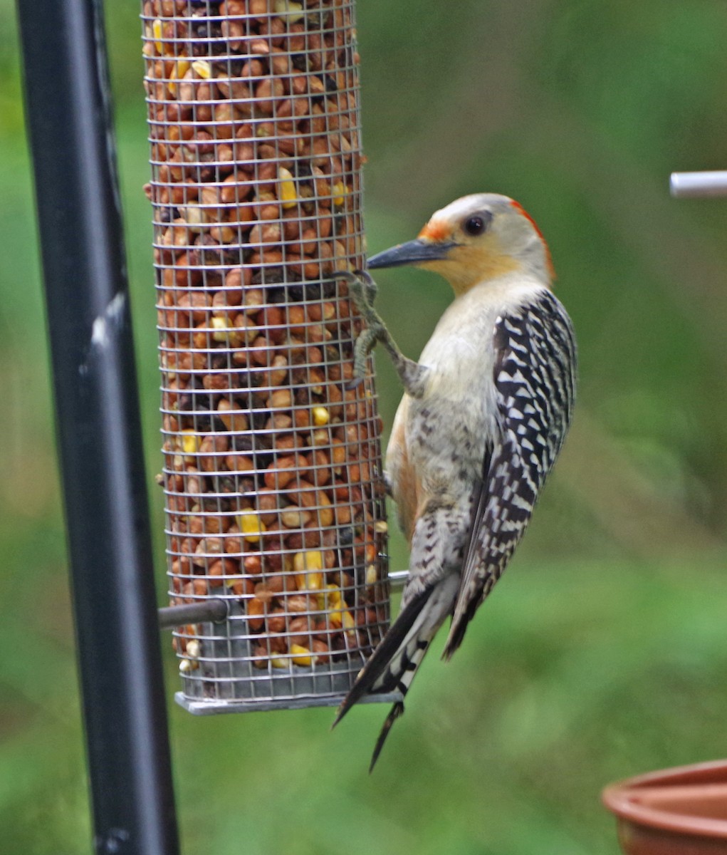 Red-bellied Woodpecker - ML620493414