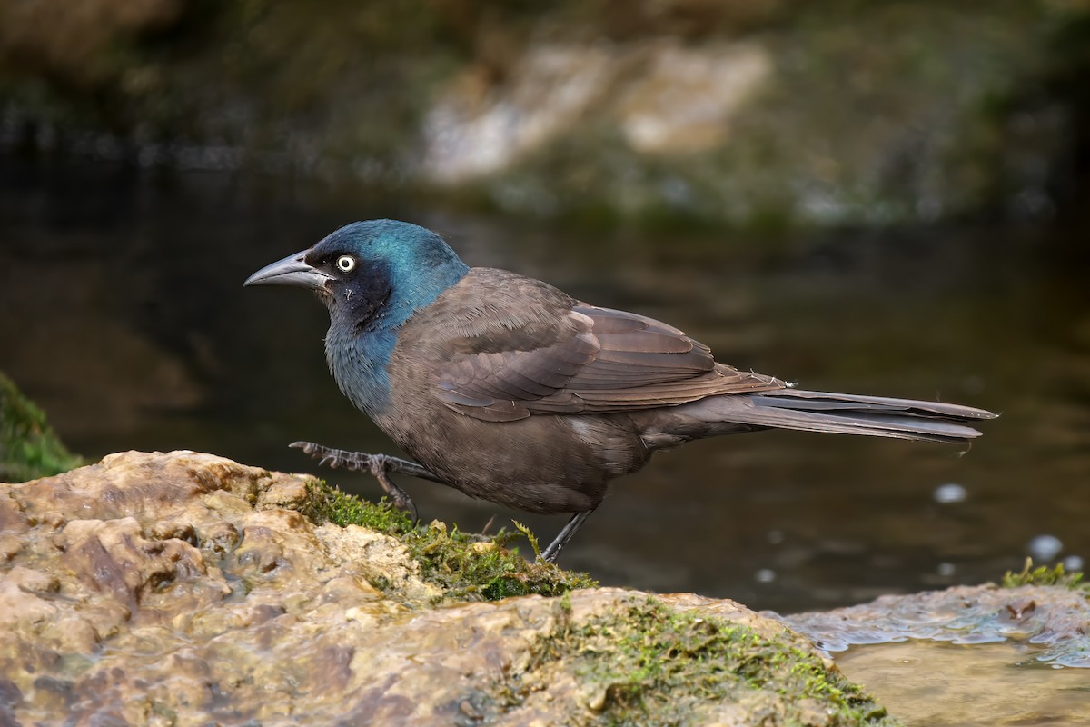 Common Grackle - ML620493418