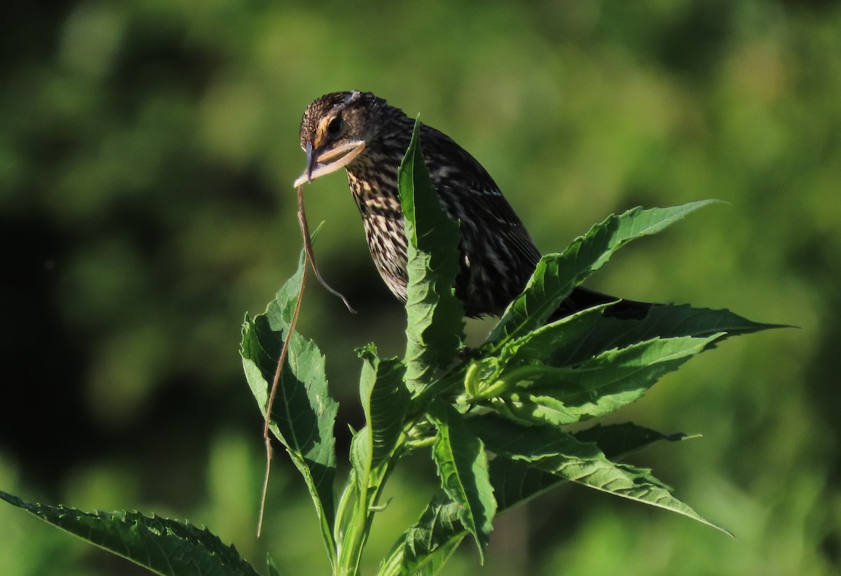 Red-winged Blackbird - ML620493421