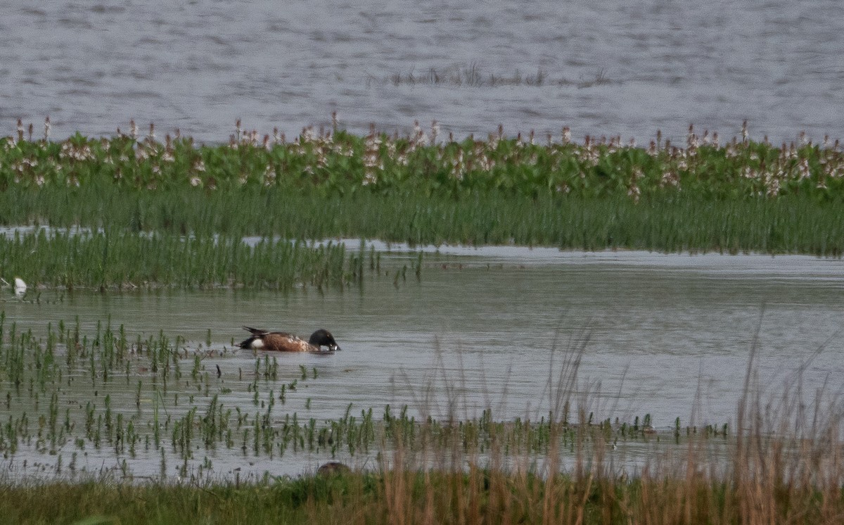 Northern Shoveler - Simon Rothman