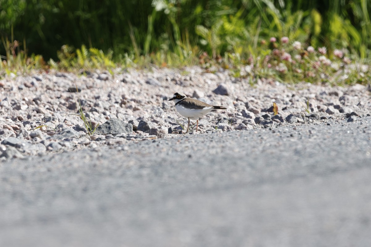 Little Ringed Plover - ML620493423