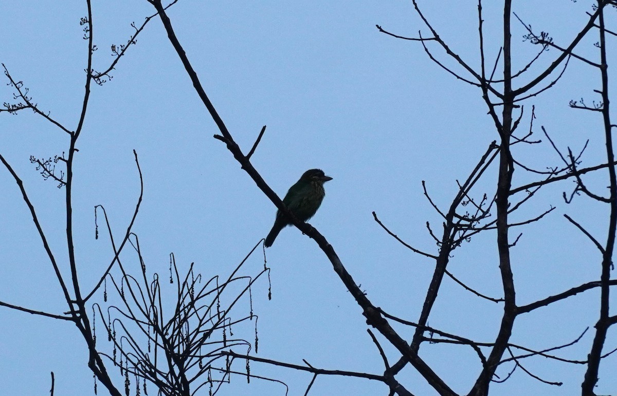 White-cheeked Barbet - ML620493424