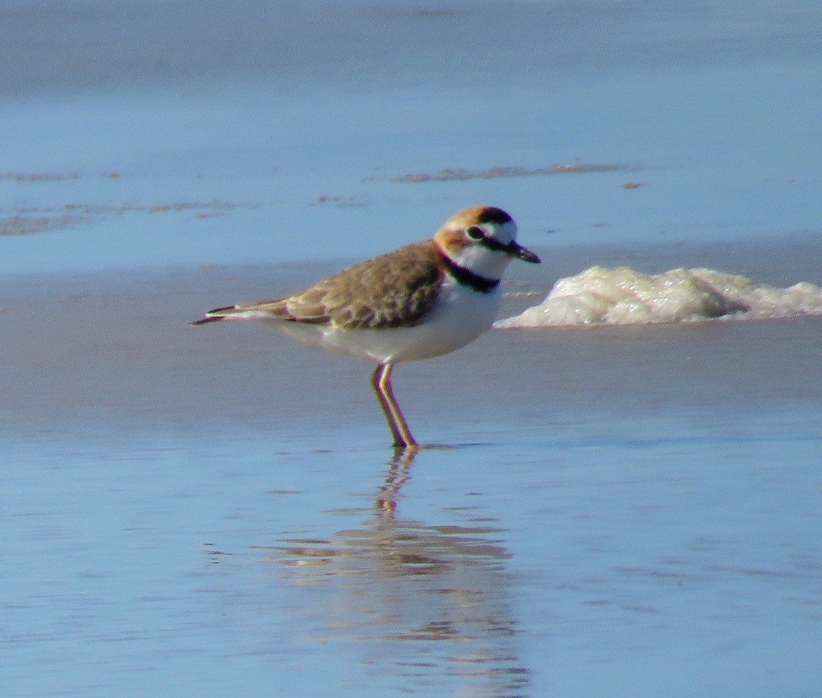 Collared Plover - Ricardo Masutti