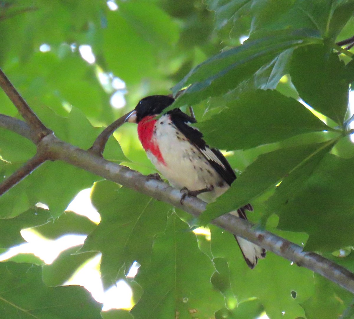 Rose-breasted Grosbeak - ML620493426