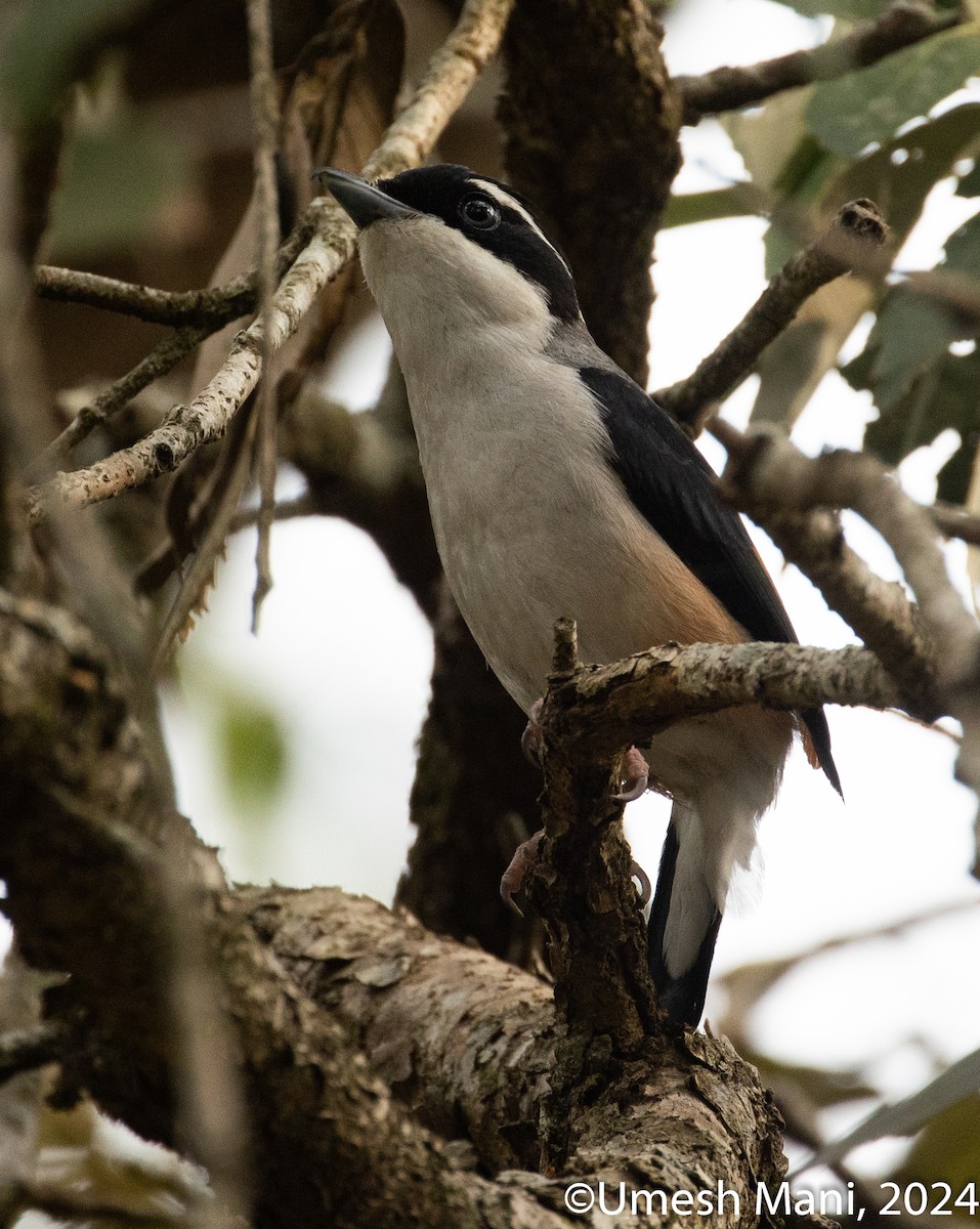 White-browed Shrike-Babbler (Himalayan) - ML620493434