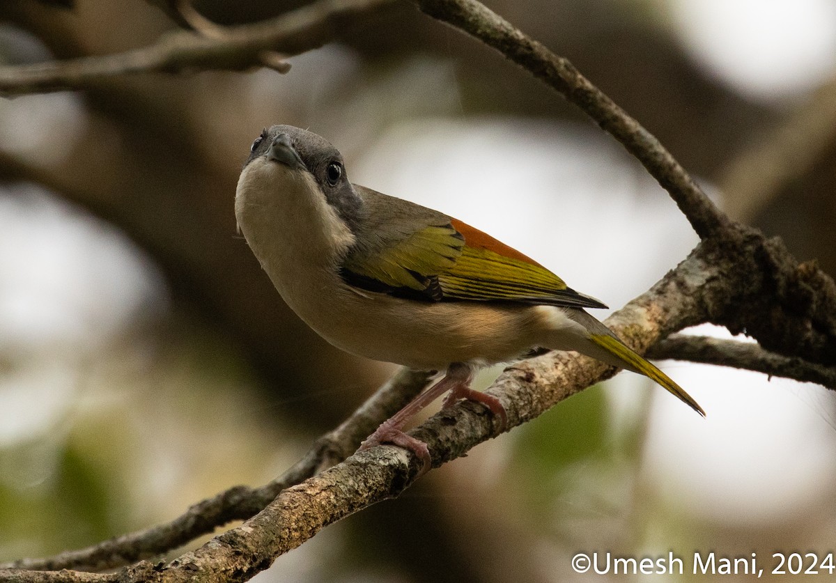 White-browed Shrike-Babbler (Himalajawürgervireo) - ML620493435