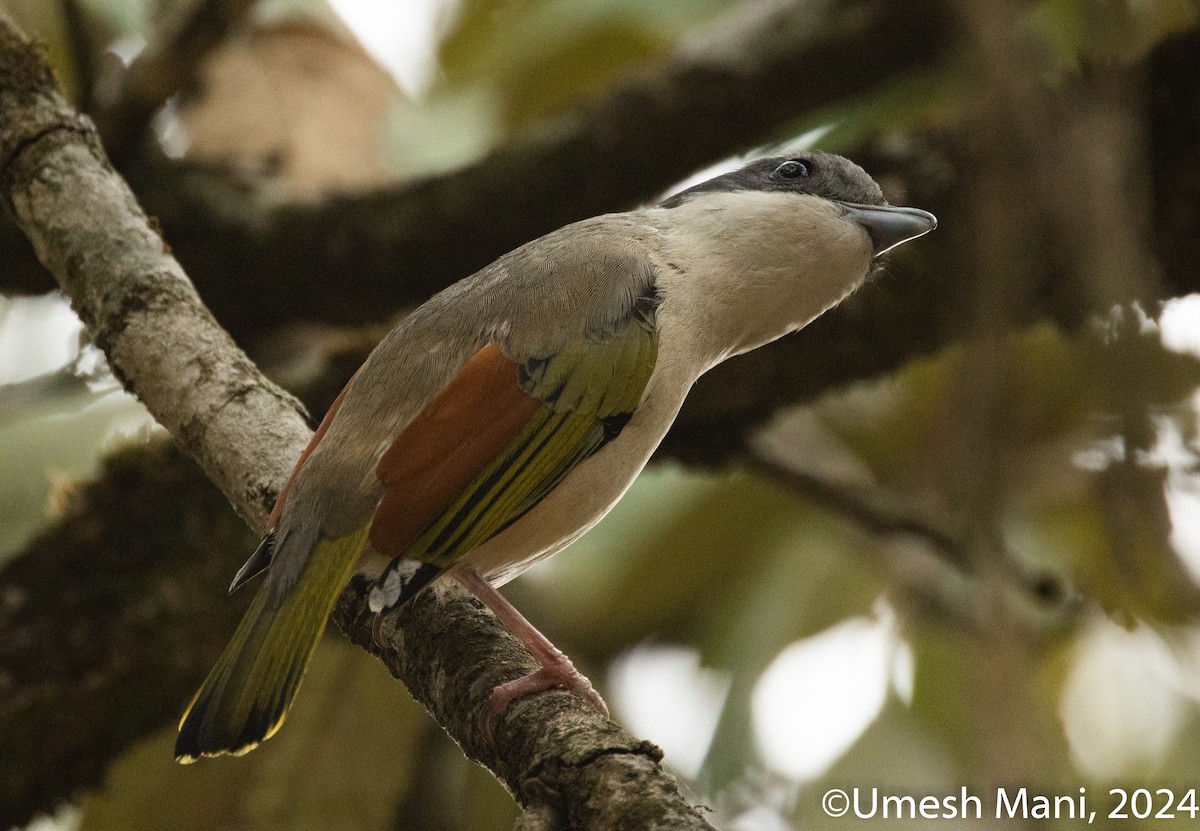 Vireo Alcaudón Cejiblanco (ripleyi) - ML620493438