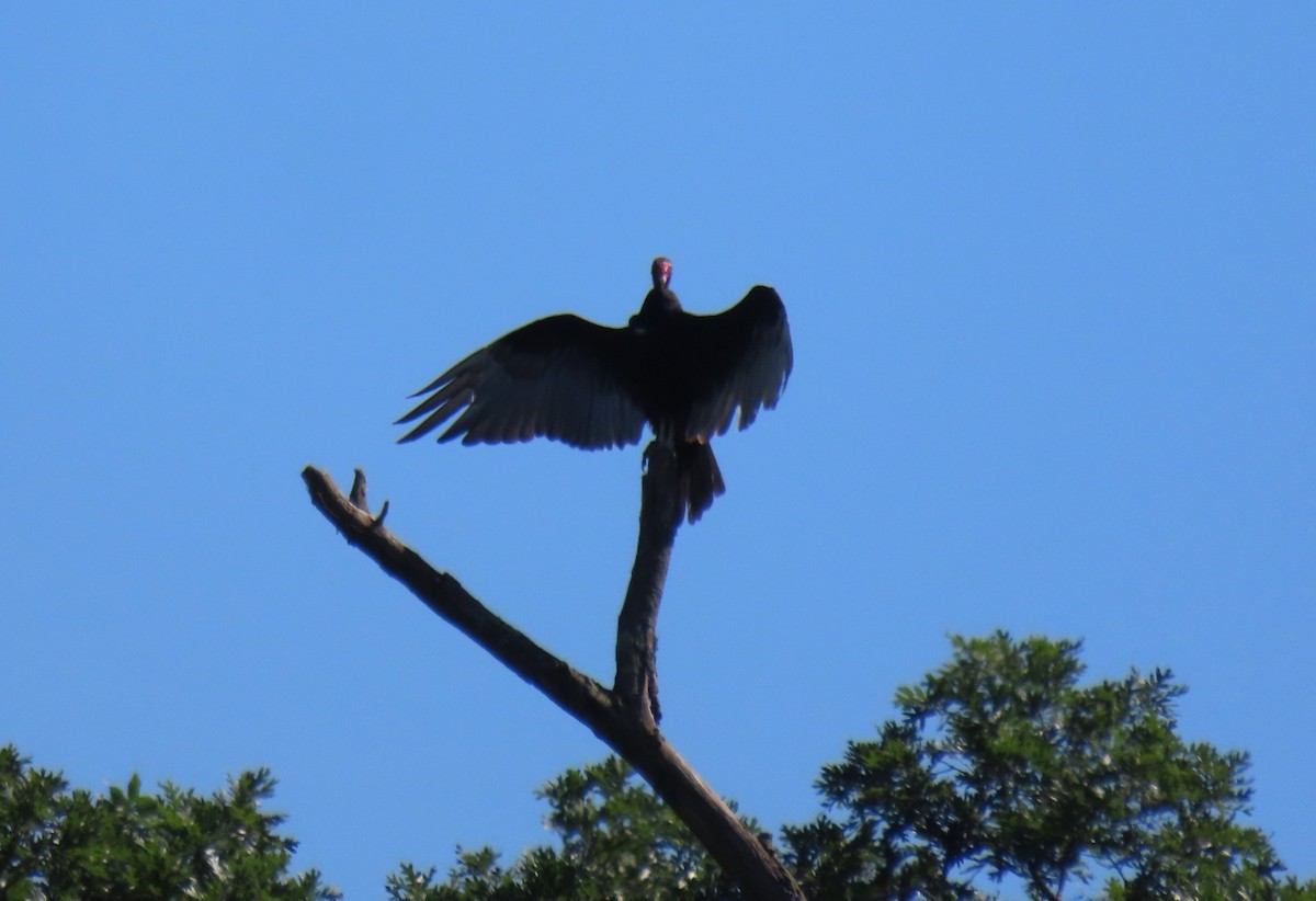 Turkey Vulture - ML620493440