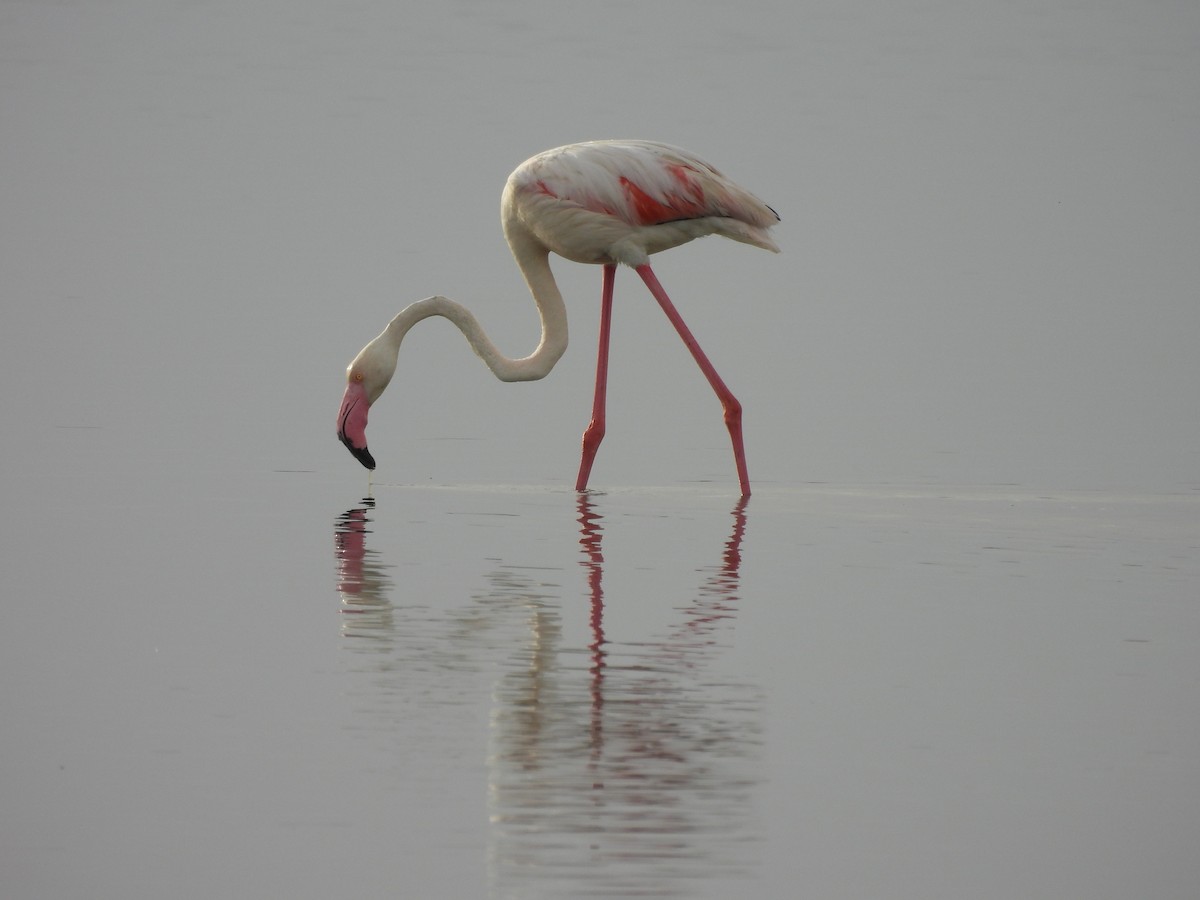 Greater Flamingo - ML620493441