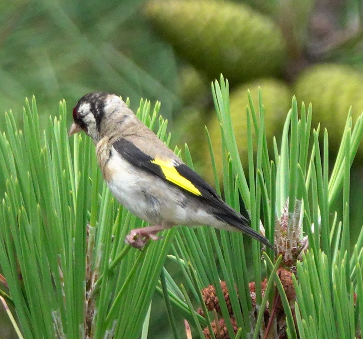 European Goldfinch - ML620493445