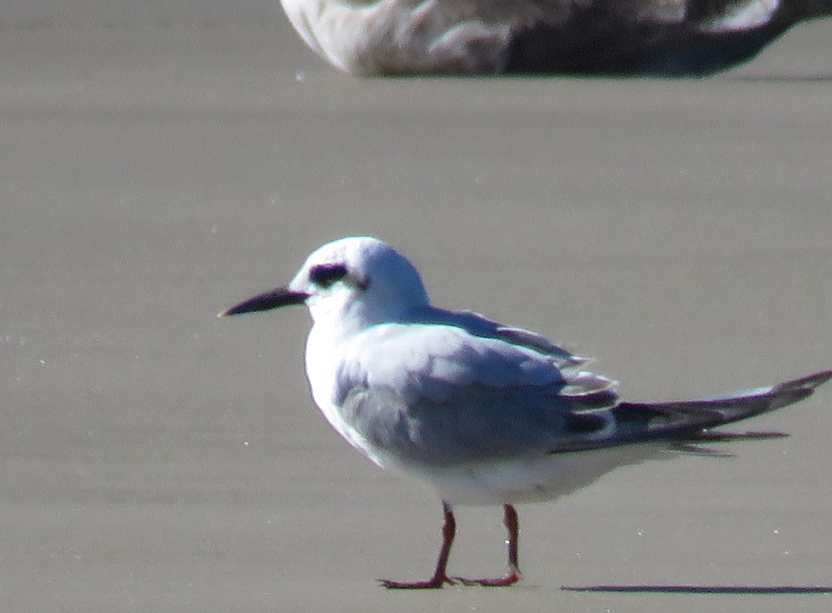 Snowy-crowned Tern - ML620493446