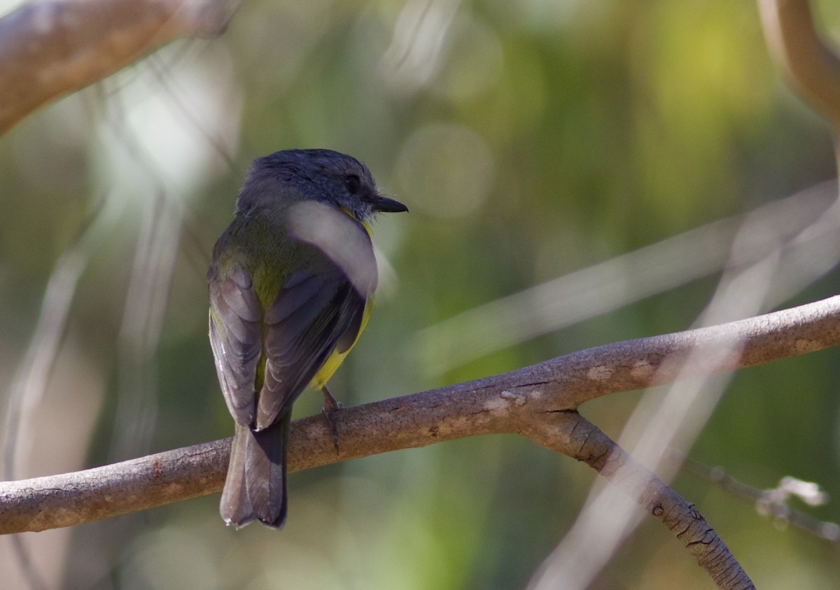 Eastern Yellow Robin - Oliver Burton