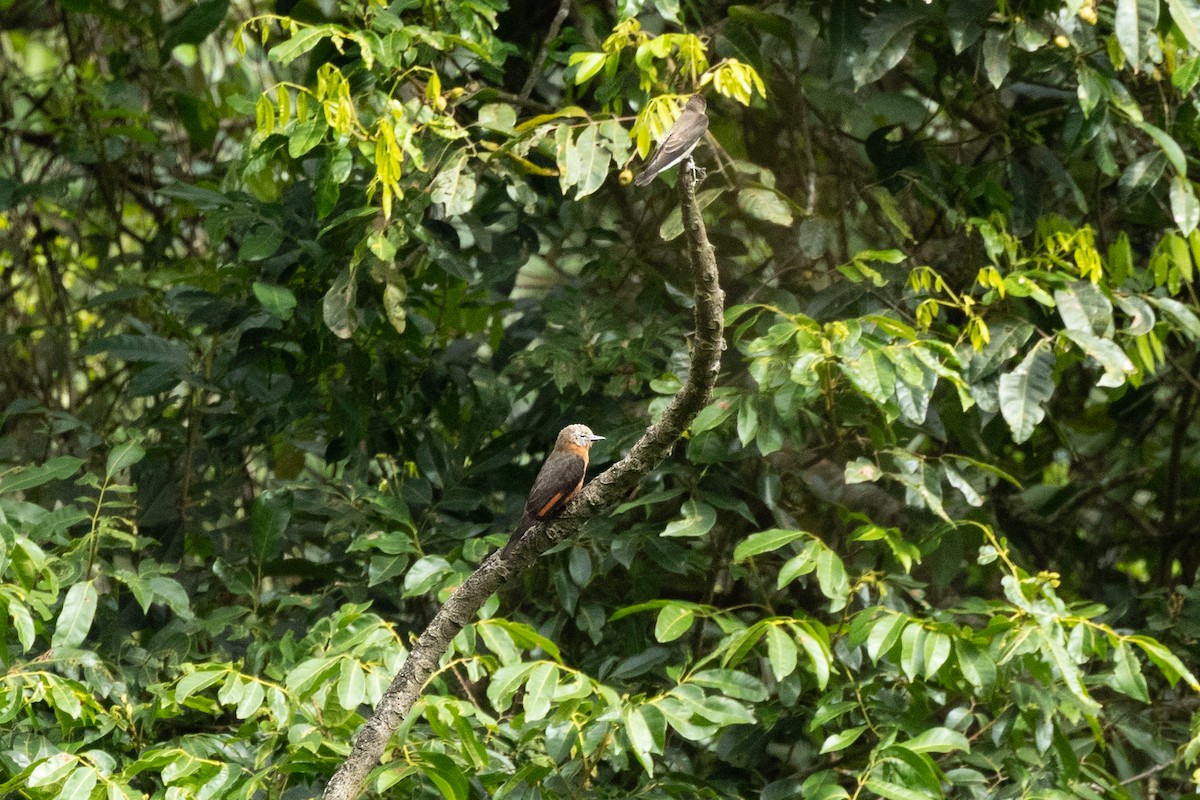 Cliff Flycatcher - ML620493466