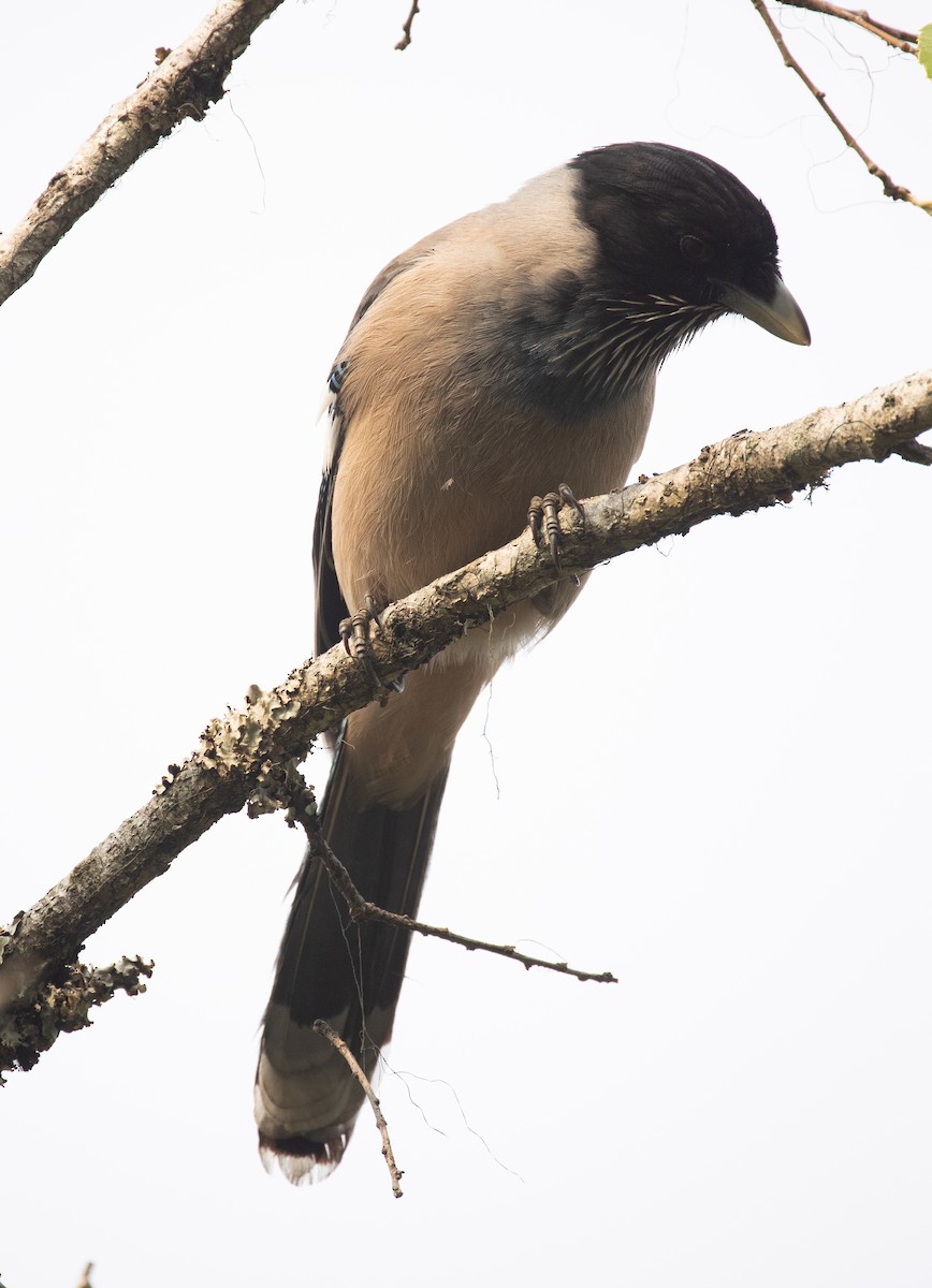 Black-headed Jay - ML620493469