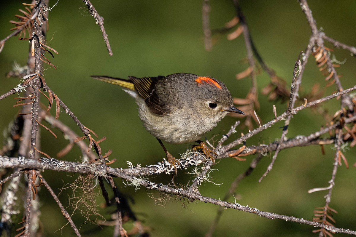 Ruby-crowned Kinglet - ML620493472