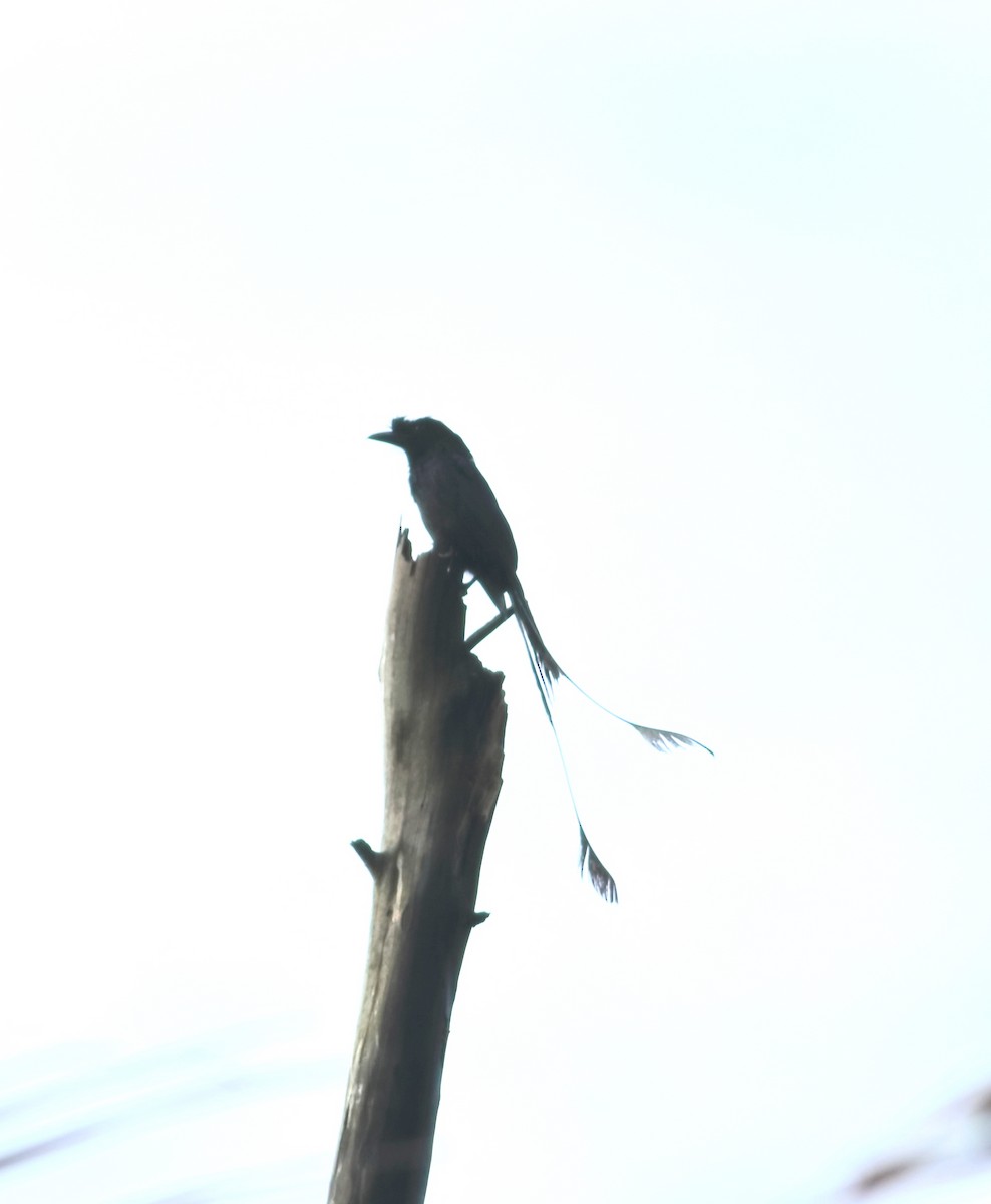 Greater Racket-tailed Drongo - ML620493473