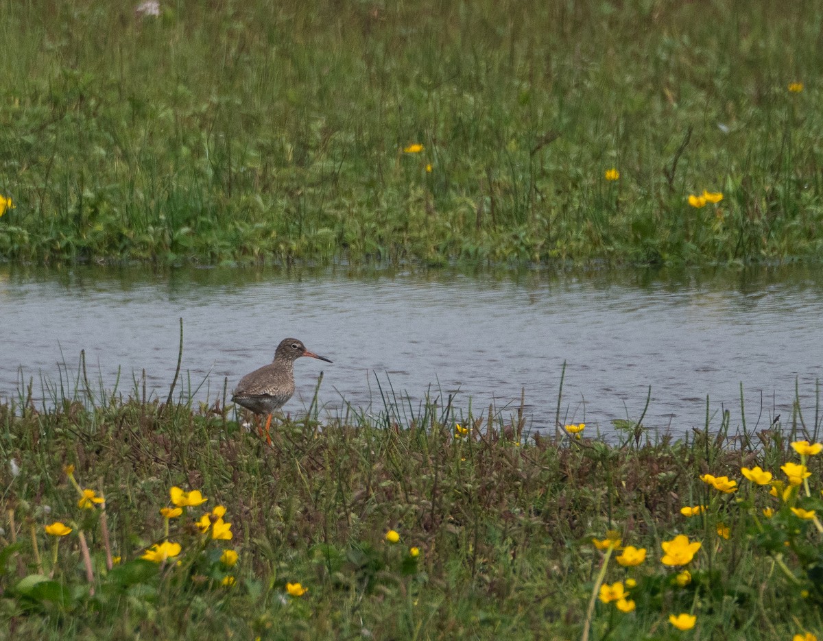 Common Redshank - ML620493474