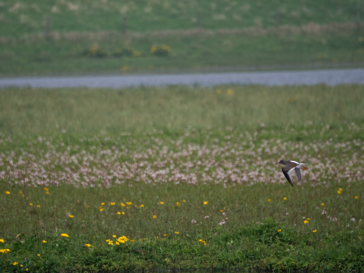 Common Redshank - ML620493477