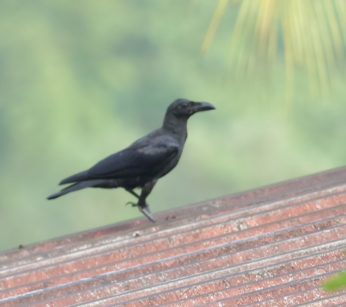 Large-billed Crow (Indian Jungle) - ML620493482