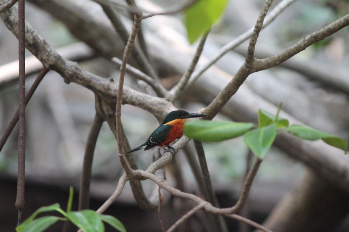 American Pygmy Kingfisher - ML620493491