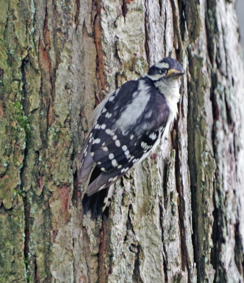 Downy Woodpecker - ML620493492